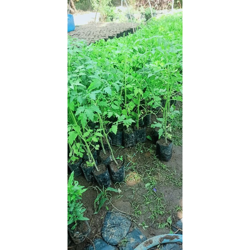 bibit tanaman tomat merah jumbo cepat berbuah