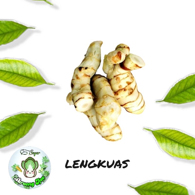 

Lengkuas 250 gram segar