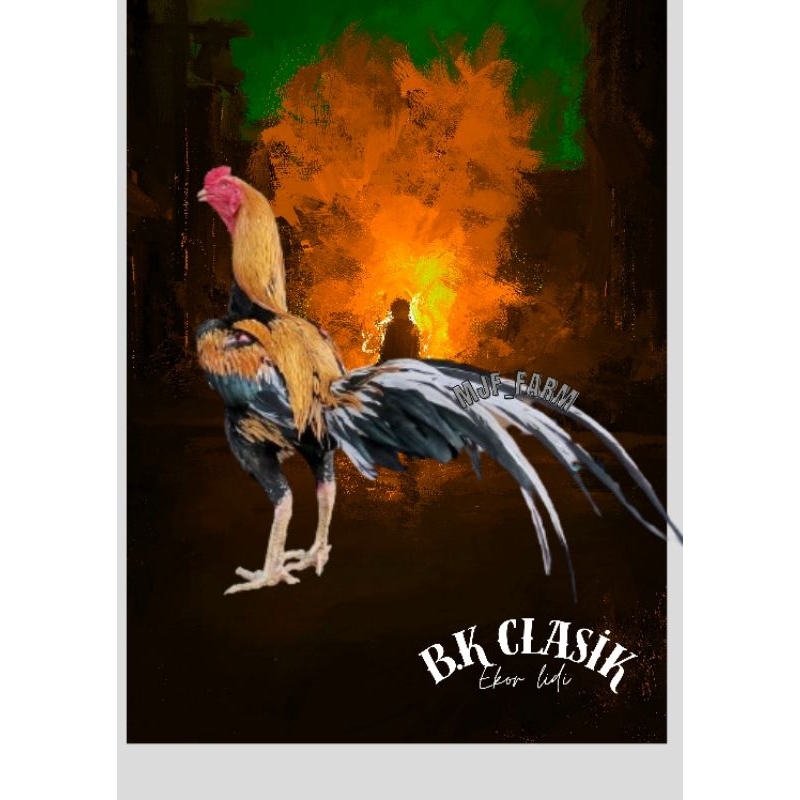 ayam Bangkok Clasik ekor lidi telur fertill