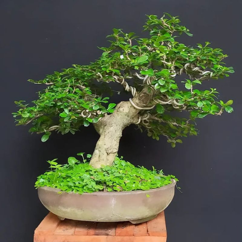 Bonsai Hokianti Bunga import cakep