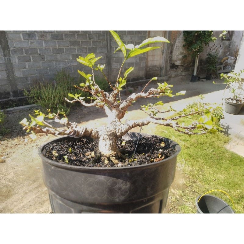 Bonsai Anting Putri / Anput Mame