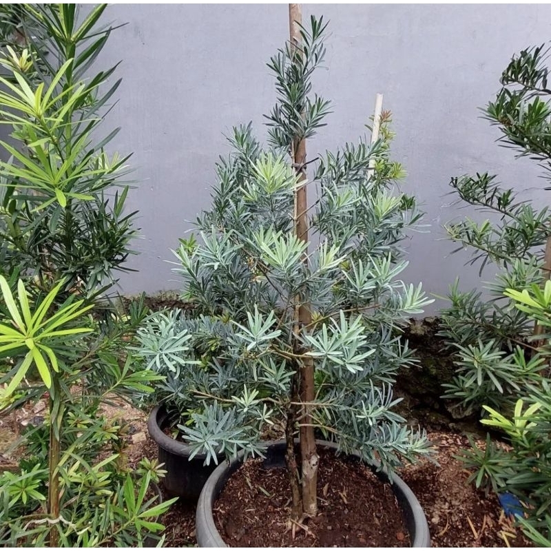 tanaman hias lohansung (blue ice) - pohon lohansung blue ice