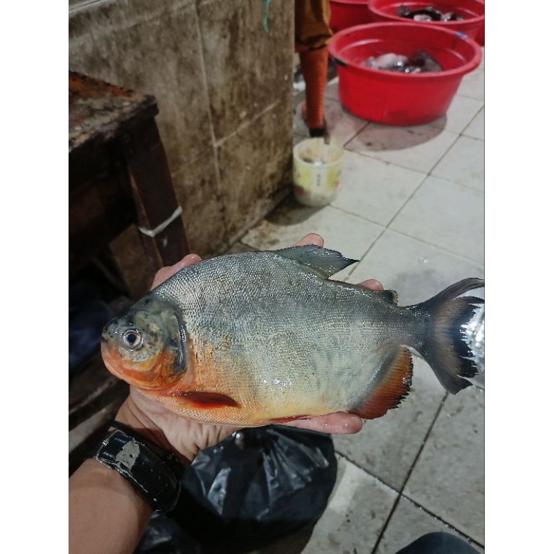 

IKAN BAWAL AIR TAWAR 1KG isi 6 ekor