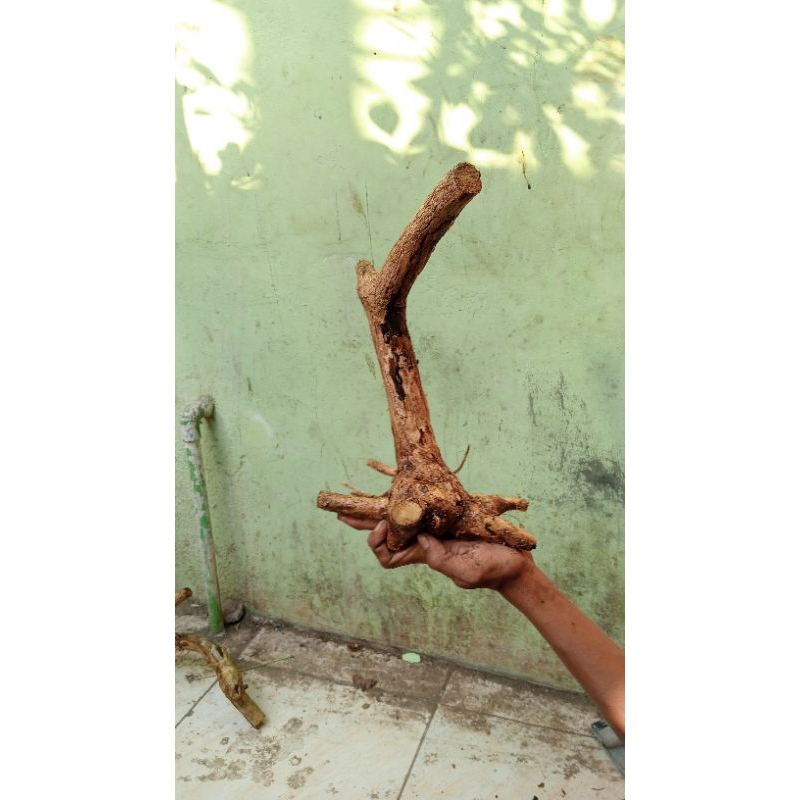 Bahan Bonsai Wahong Gunung Dongkelan Small Medium