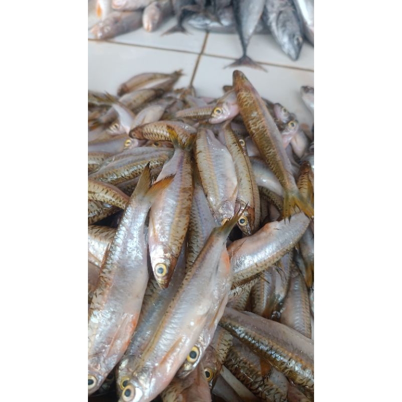 

[READYSTOCK] Ikan Seluang Basah Pontianak