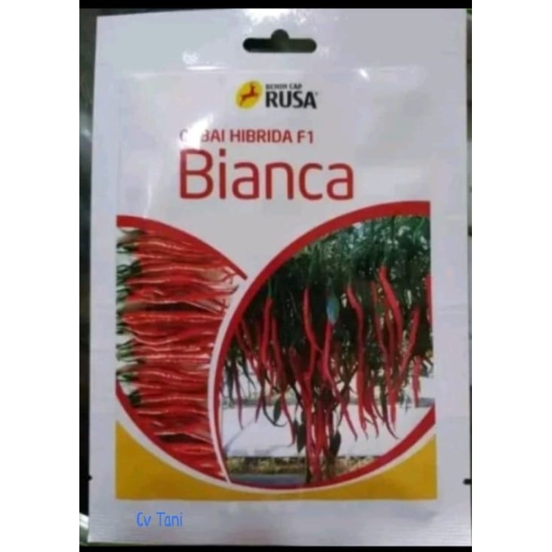 benih cabe keriting bianca