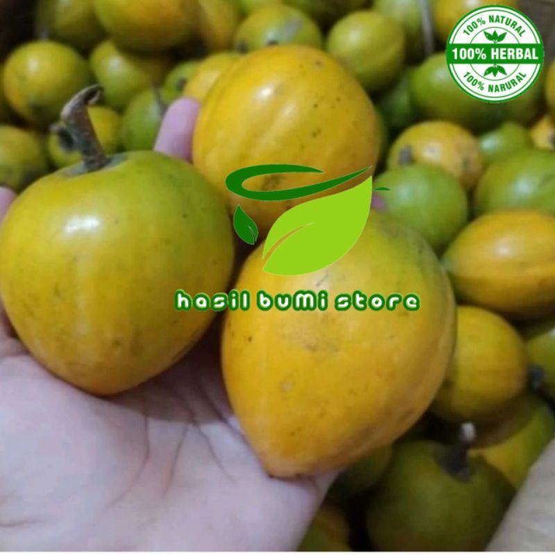 

buah alkesah sawo mentega 1 kg segar mentah