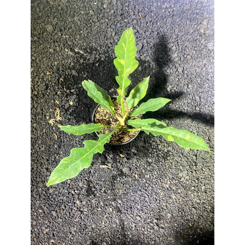 PHILODENDRON RING OF FIRE VARIGATA