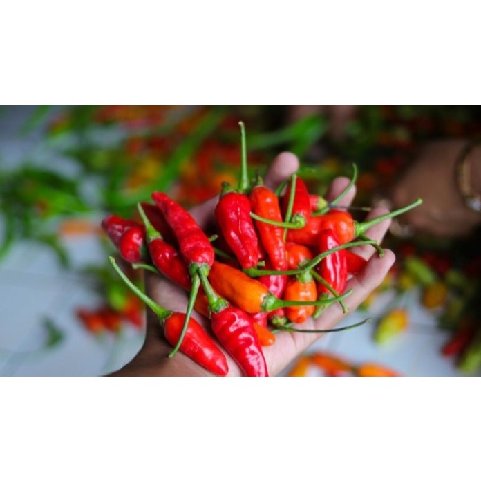 

Cabe rawit merah 100gram