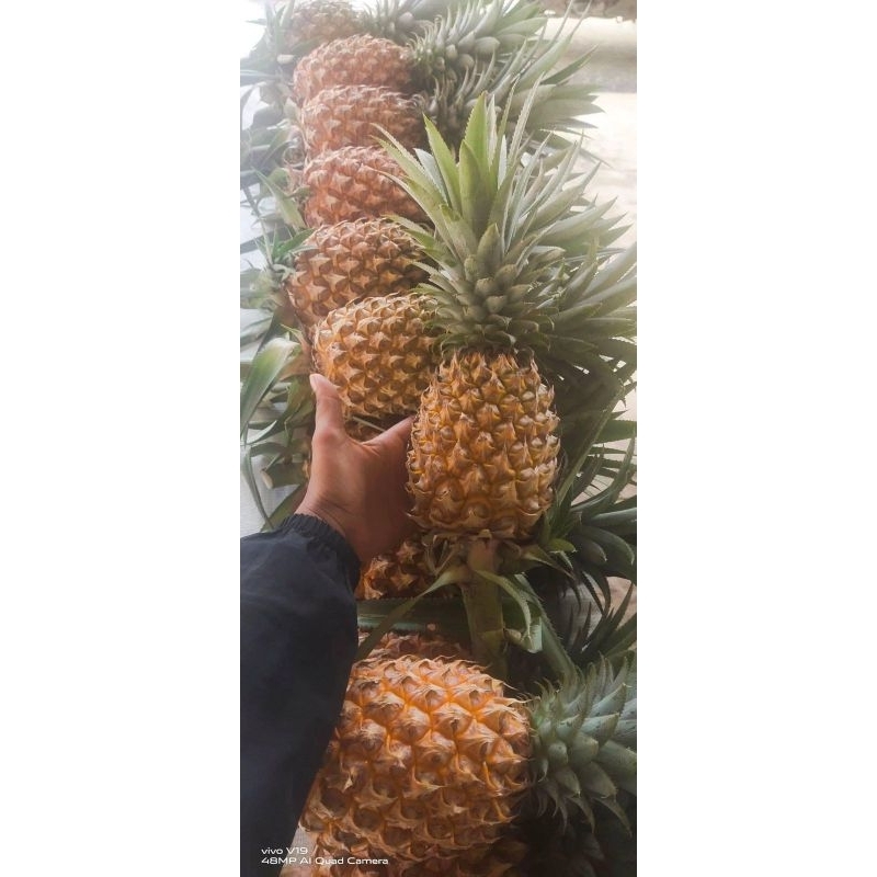 

Nanas madu kecil ukuran 200-300 gram