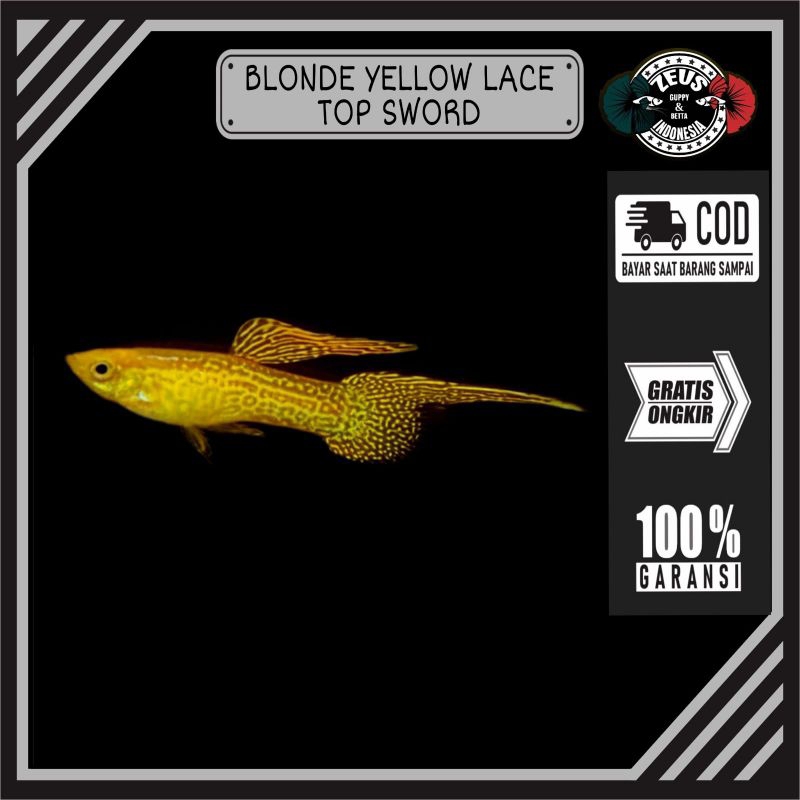 Guppy blonde yellow lace top sword sepasang hiasan akuarium