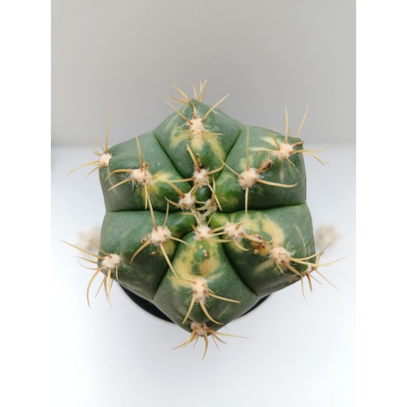Kaktus Langka Gymno Horstii Variegata Gymnocalycium Varigata