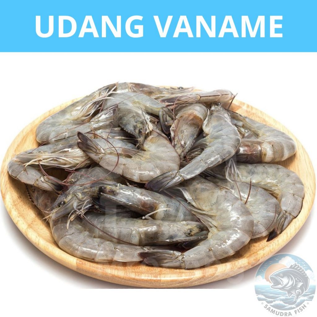 

Udang Vaname BESAR | Ikan Semarang | Udang Semarang | Ikan Segar Semarang | Belanja Ikan Semarang