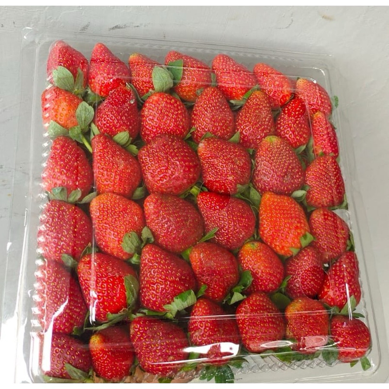 

STRAWBERRY FRESH ISI 1 kg | STRAWBERRY FRESH BESAR | STRAWBERRY SEGAR