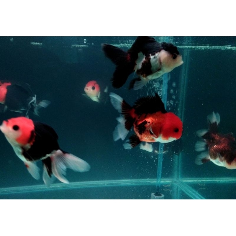 ikan mas koki panda