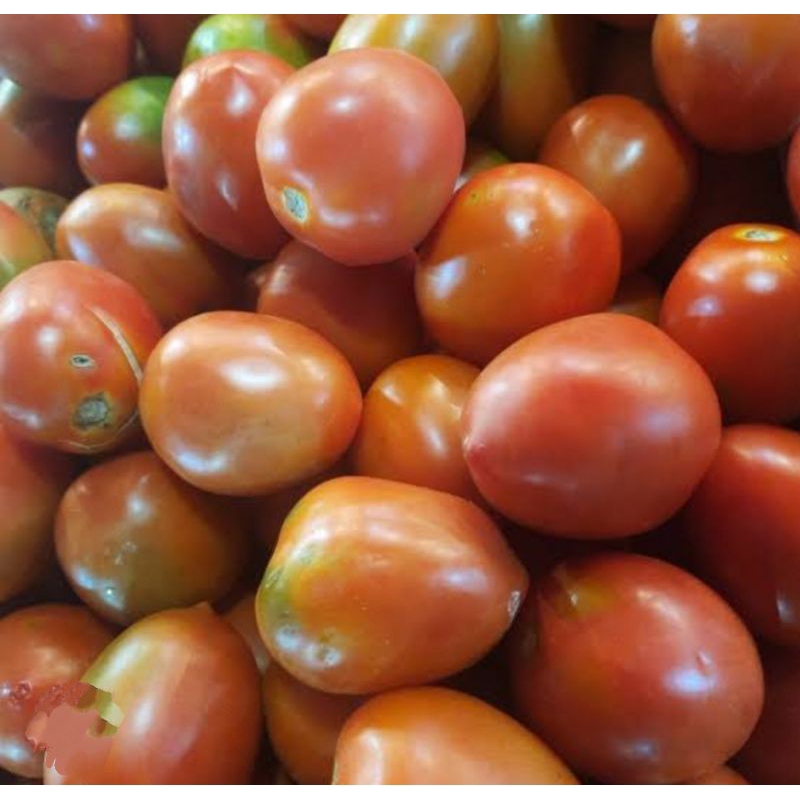 

tomat merah segar/ tomat merah fresh 1 kg/tomat merah murah