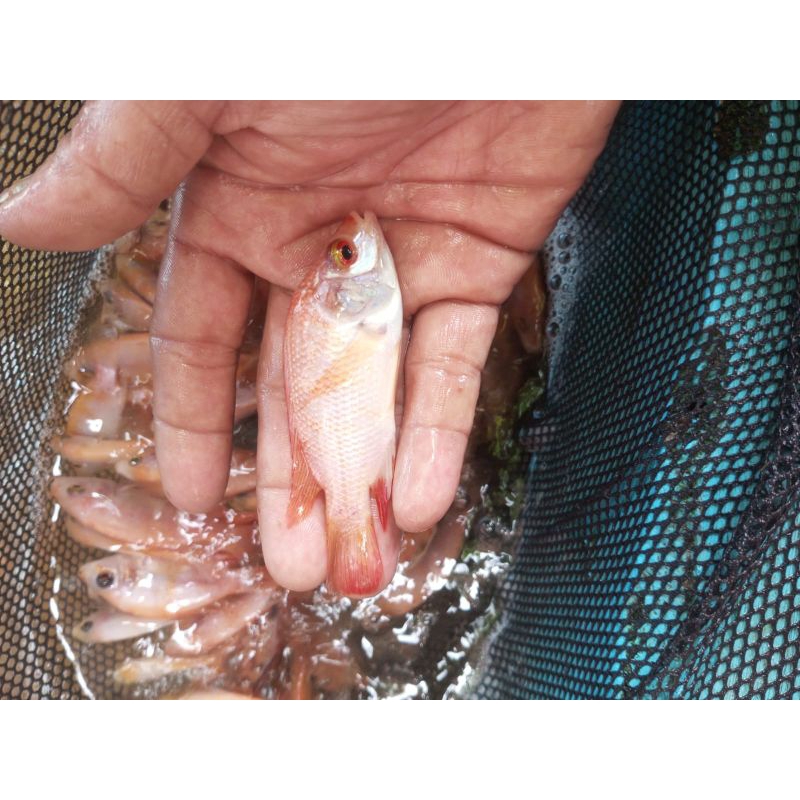 Bibit nila super monosex