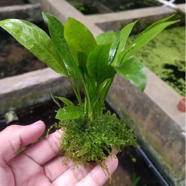 Amazon sword wabikusa plus Java mos