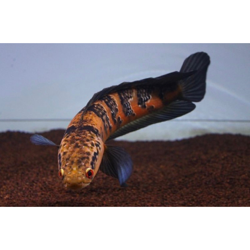 baby red sampit 3-4 cm