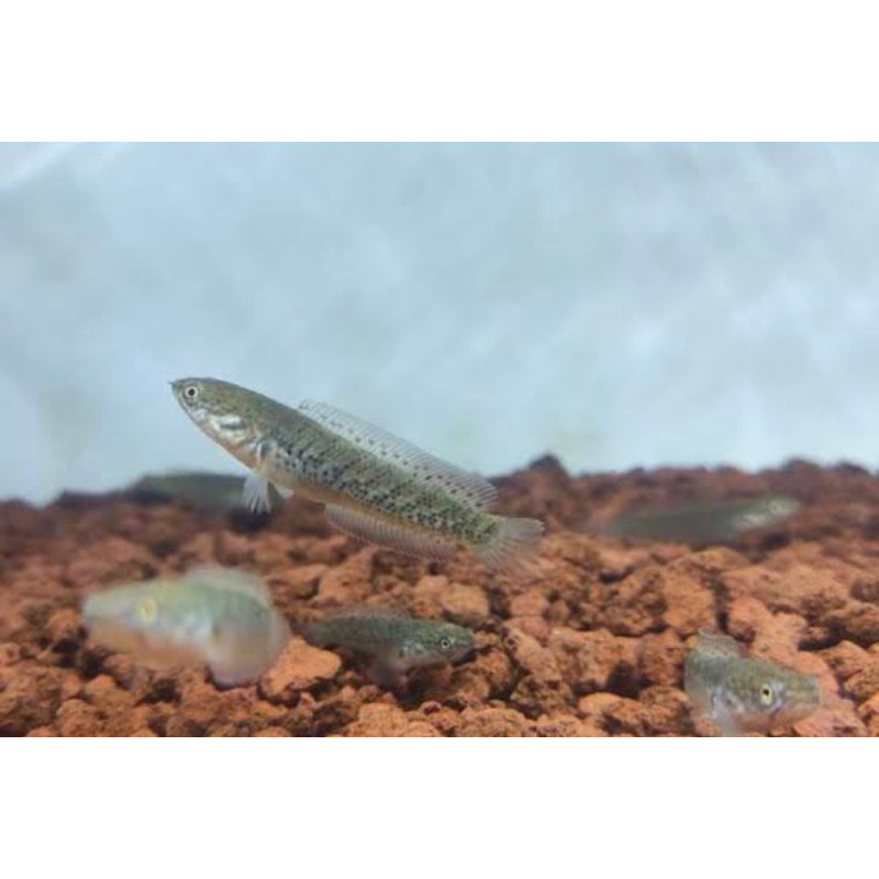 andrao baby 3-4 cm corak bagus