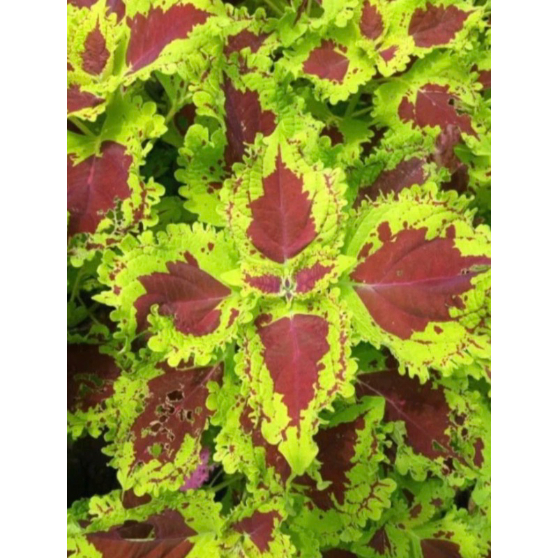 Tanaman hias miana/iler/bayambayaman - sudah berakar/coleus