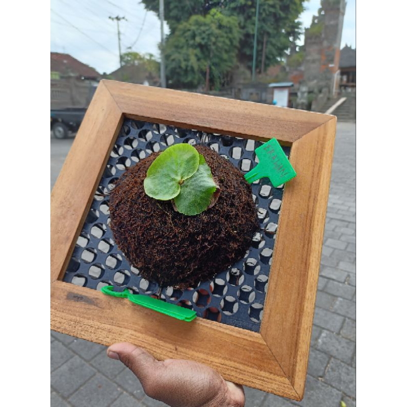 platycerium Erawan ( platycerium madagascare x platycerium elephantotis) rawatan