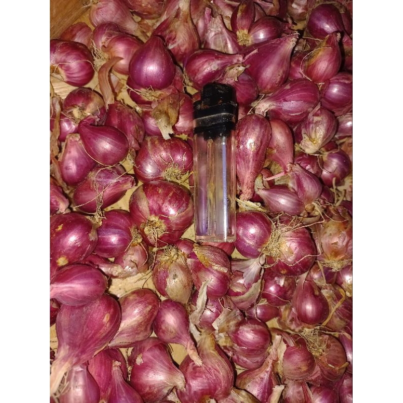 

Bawang Merah Super Asli Probolinggo 1kg