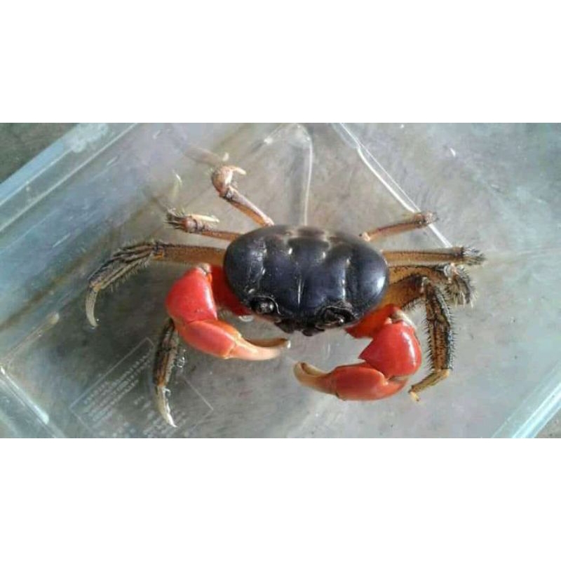 

kepiting darat hias red Magna (Diskoplak)