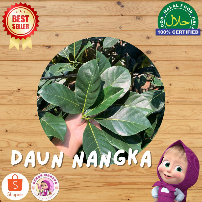 

Daun Pohon Nangka Hijau/ Coklat - Kebun Marsya