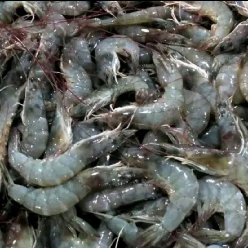 

udang presh ukuran sedang 250gr