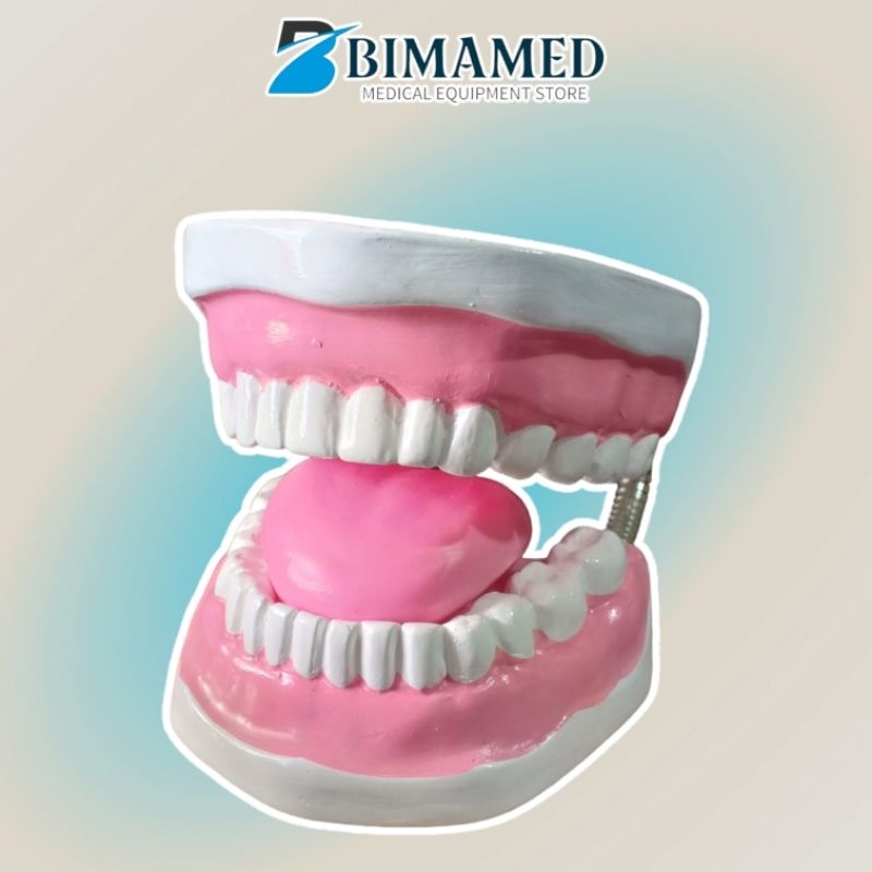 PHANTOM / MANIKIN MODEL GIGI ANAK / MANEKIN GIGI ANAK BESAR