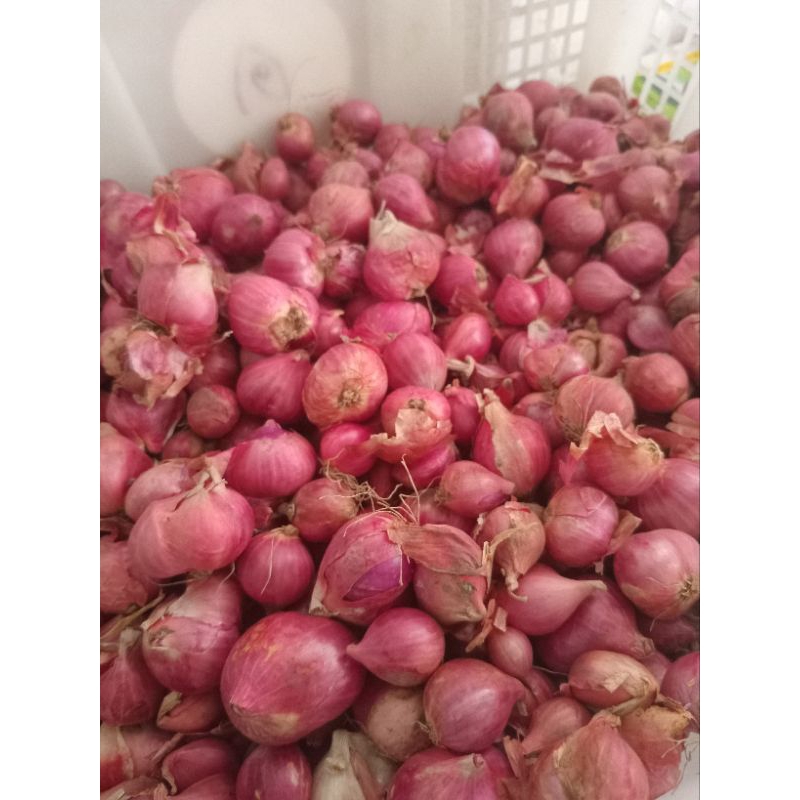 

BAWANG MERAH KERING UKURAN BESAR SEDANG KERING KUALITAS OKE