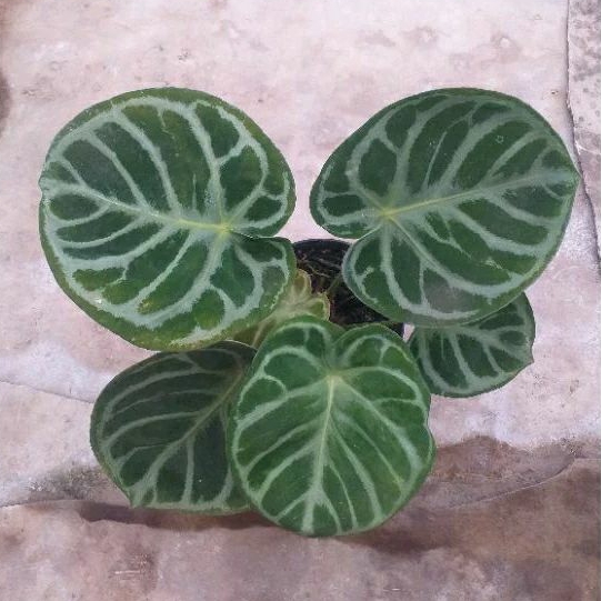 Anthurium Kuping Gajah Dorayaki