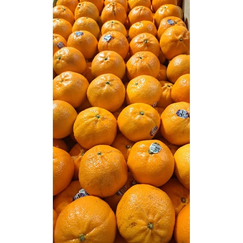 

Jeruk Honey Murcot Super Promo 1 Kg
