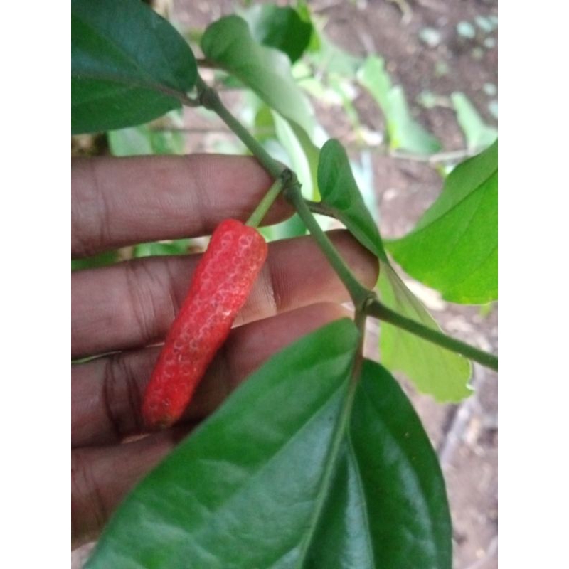 Bibit Tanam Cabe Jawa Siap Tanam