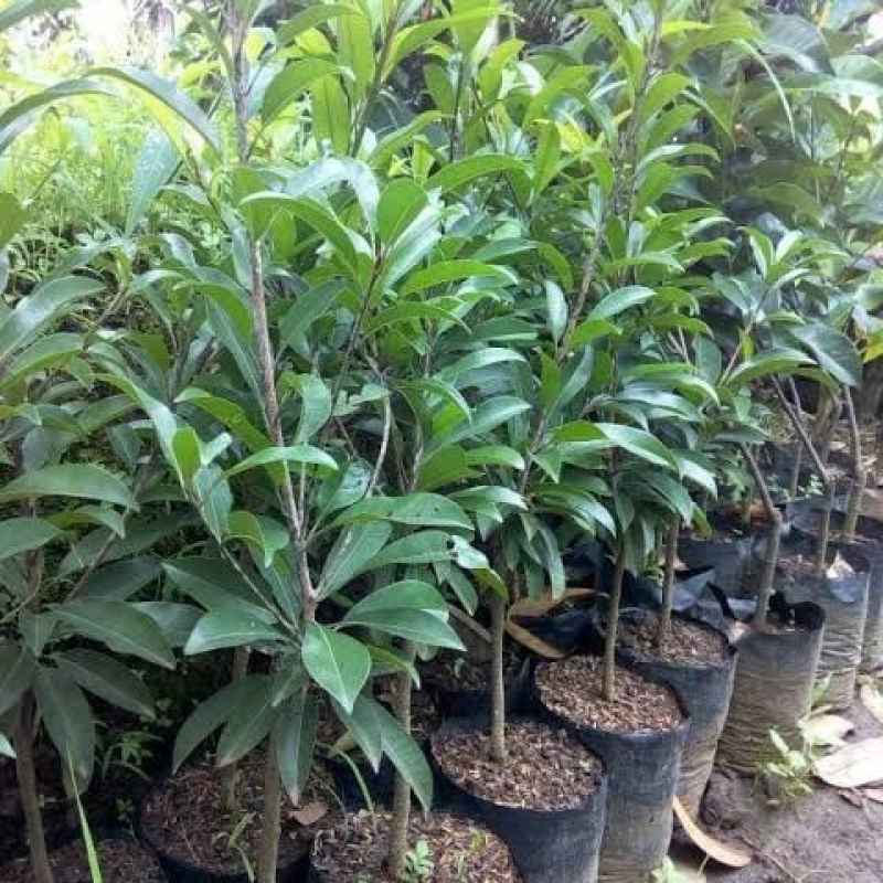 Bibit Sawo Mentimun Manis Indukan BERBUNGA