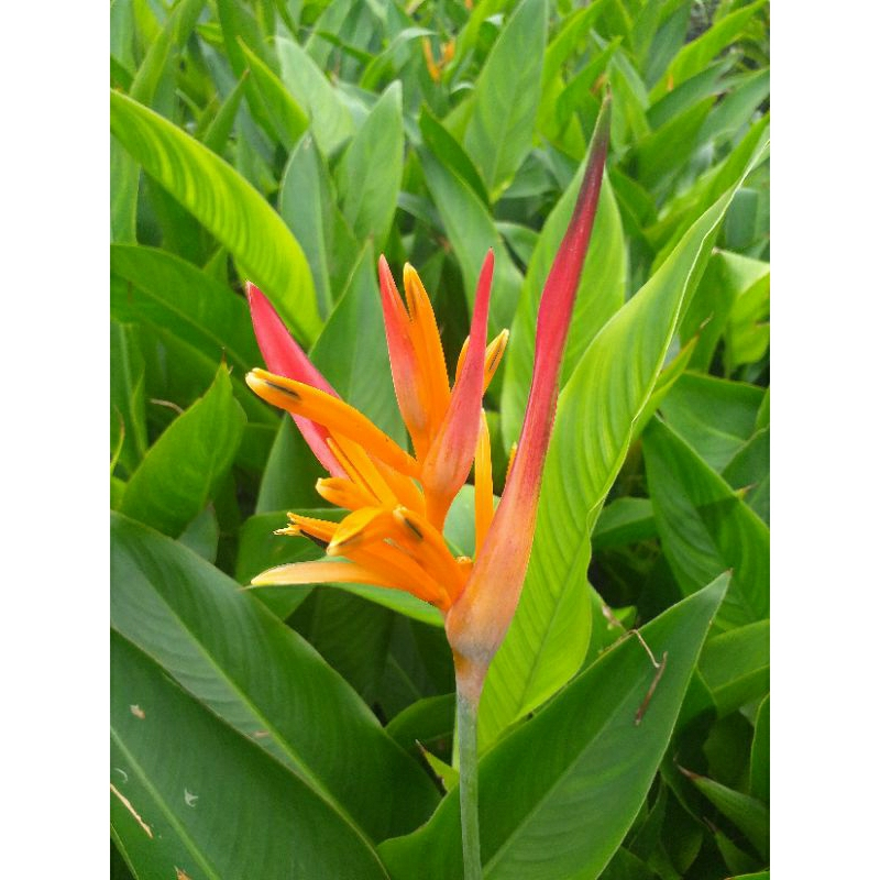 Tanaman hias pisang heliconia - pisang heliconia - pisang heliconoa indoor