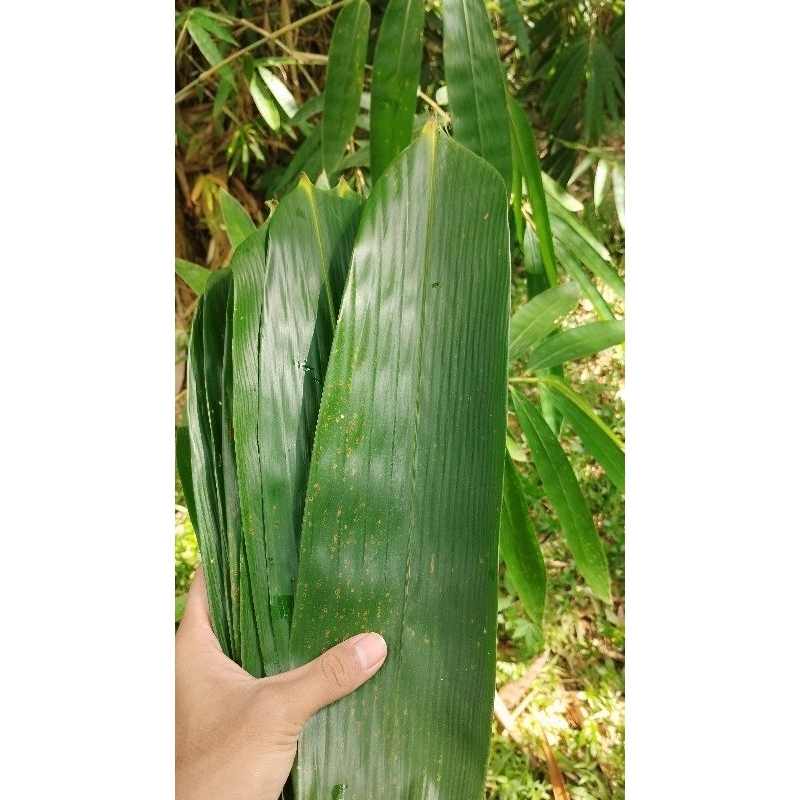 

Daun Bambu Segar Jumbo Pilihan herbal dan bungkus bacang Daun Bambu Jumbo
