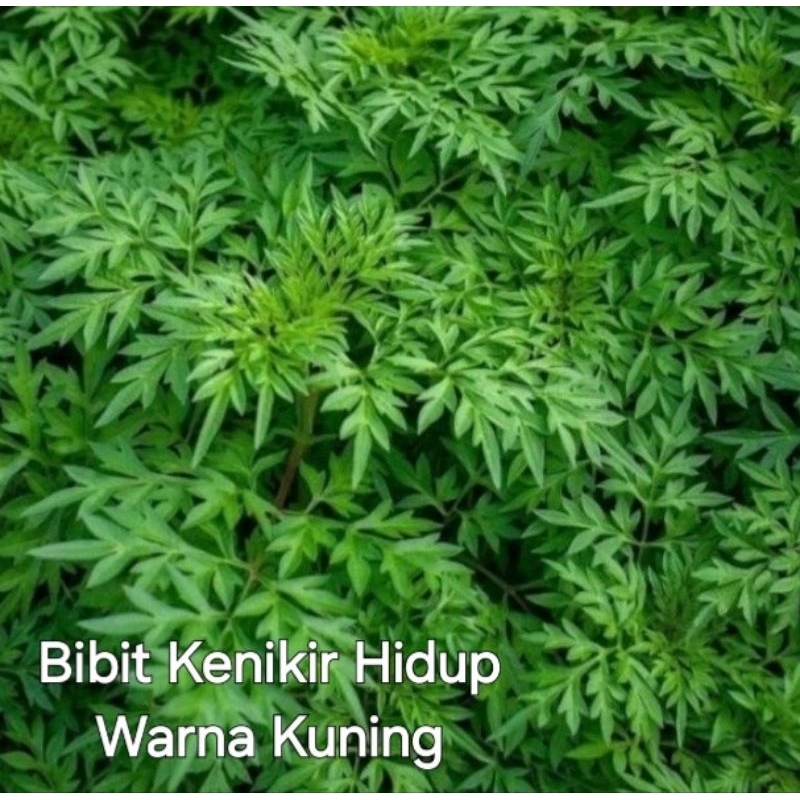 Tanaman Bunga Kenikir Kuning