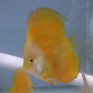 Discus Golden yellow Hb / High body ikan aquarium