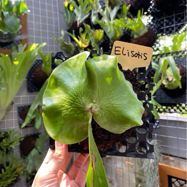 Platycerium Hybrid Ellisotis Ellisi x Elephantotis