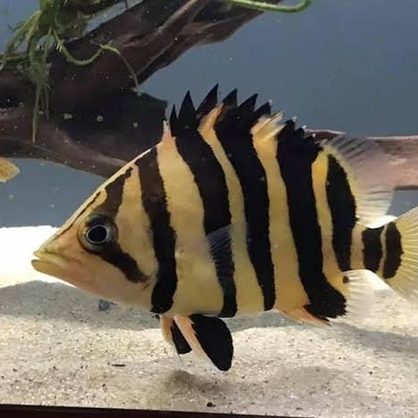 ikan datz tiger fish/ikan hias/ikan predator/ikan air tawar