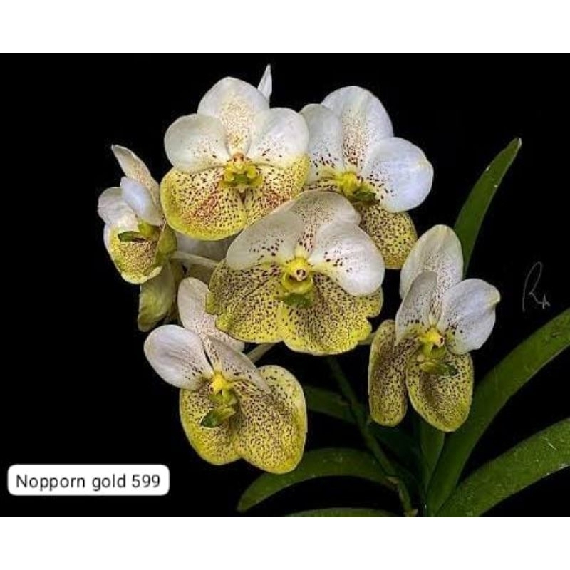Prapatom gold pramium prai