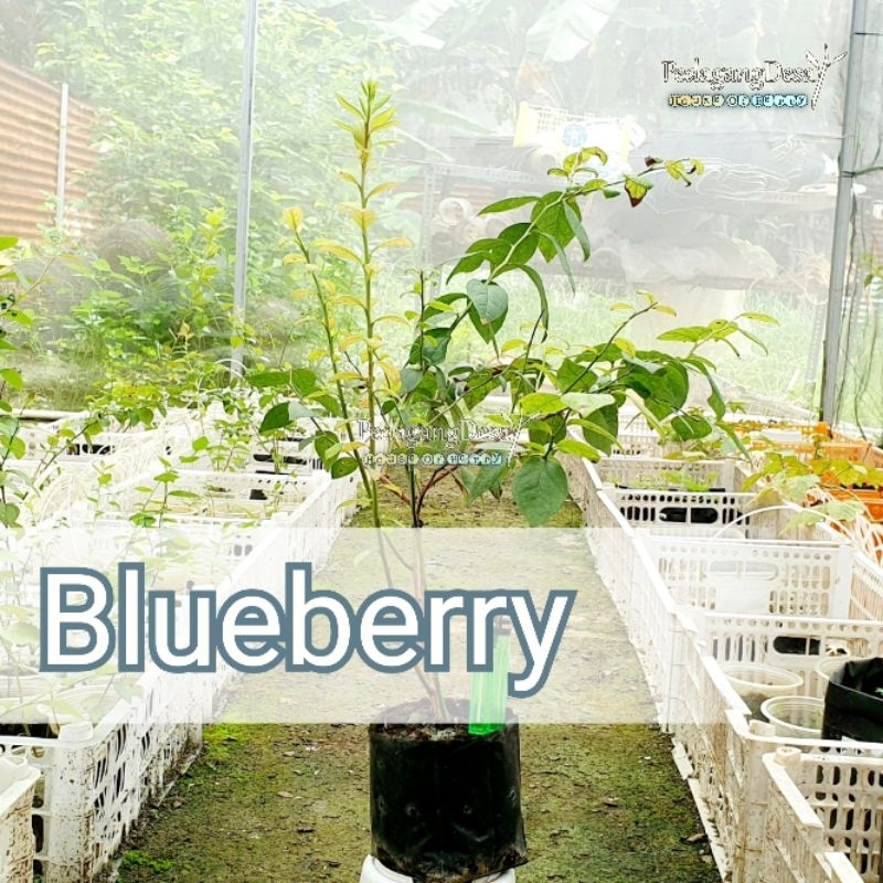 Bibit Blueberry MAROKO Rimbun Dewasa Import Original RIMBUN DEWASA | Dataran Rendah / Tinggi | Bibit