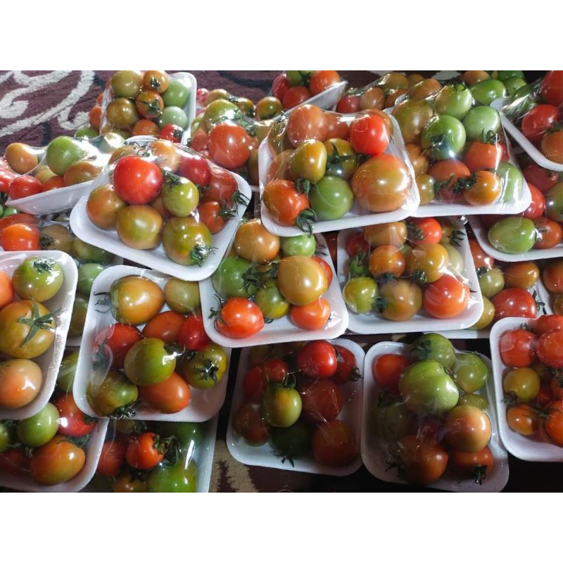 

TOMAT SEGAR HARGA