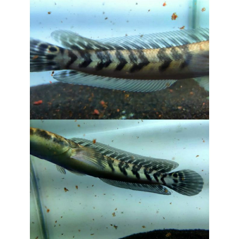 YS BATIK BAR RAPI/SIMETAN 9-12 CM(bonus daun ketapang)