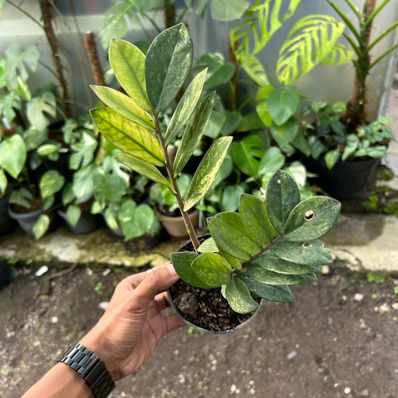 Zamioculcas Mint Variegata | Zamia var | ZZ var