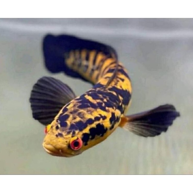 Disc Xtra Cod Maru Yellow SentarumMaru ys  Stiker Sortiran Terbaik