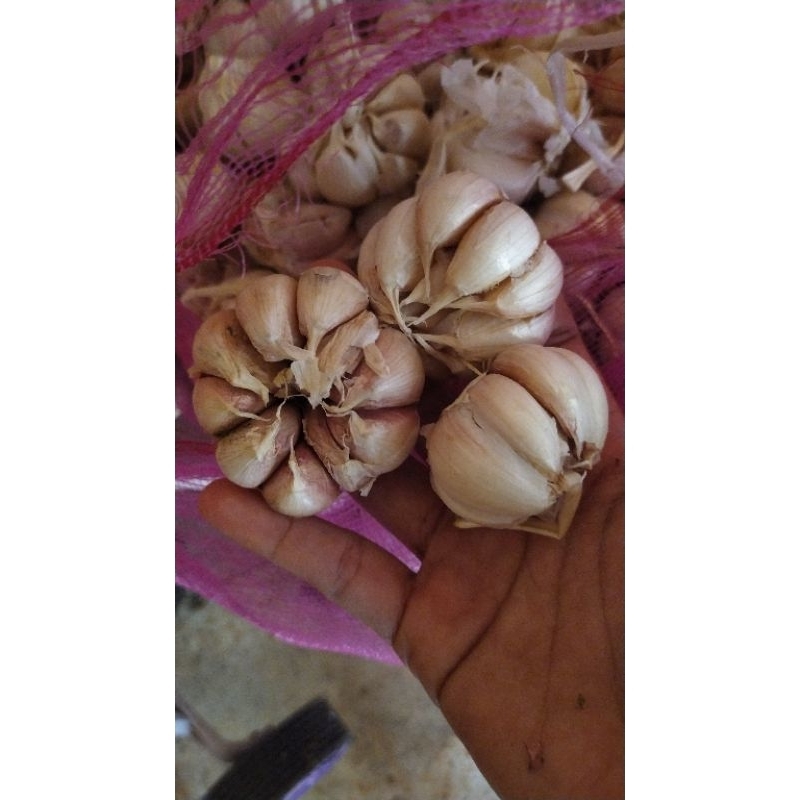

bawang putih