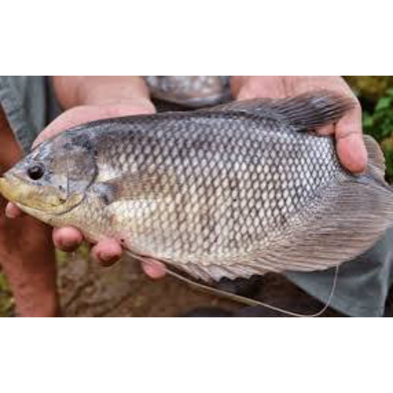 

ikan gurame segar 500gram
